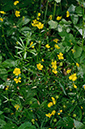Ranunculus_auricomus_LP0876_10_Selsdon_Wood