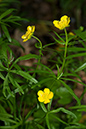 Ranunculus_auricomus_LP0115_09_Kenley