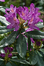 Rhododendron_LP0130_27_Peaslake