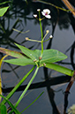 Sagittaria_sagittifolia_LP0415_02_Westhumble