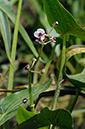 Sagittaria_sagittifolia_LP0380_08_Westhumble