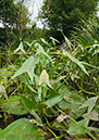 Sagittaria_sagittifolia_LP0380_21_Westhumble