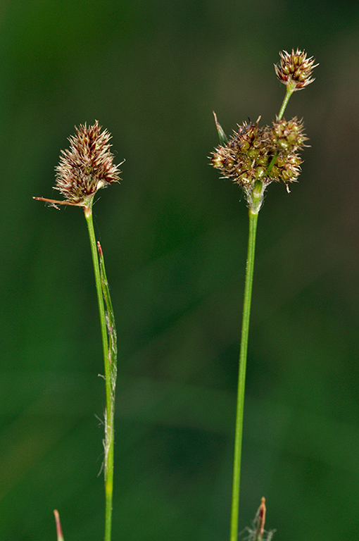 Heath_Wood-rush_LP0229_39_Bagshot_Heath