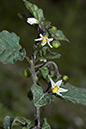 Solanum_nigrum_LP0078_07_Puttenham