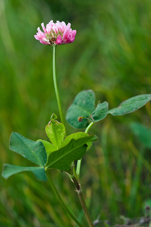 Trifolium_hybridum_LP0224_50_Wisley