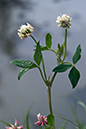 Trifolium_hybridum_LP0182_23_Chertsey_Meads