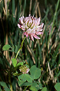 Trifolium_hybridum_LP0159_22_Epsom_Common