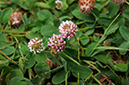 Trifolium_fragiferum_LP0374_29_Runnymede