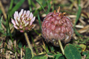 Trifolium_fragiferum_LP0164_16_Ewell