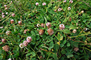 Trifolium_fragiferum_LP0374_33_Runnymede
