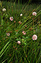 Trifolium_hybridum_LP0236_15_Blindley_Heath copy