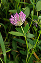 Trifolium_medium_LP0252_05_Windsor