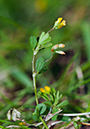 Trifolium_micranthum_LP0538_32_Leith_Hill