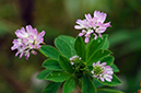 Trifolium_resupinatum_LP0627_08_Beddington_Park