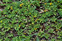 Trifolium_micranthum_LP0538_28_Leith_Hill