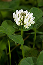 Trifolium_repens_LP0067_20_Chalkpit_Wood