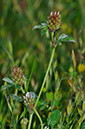 Trifolium_striatum_LP0404_32_Esher