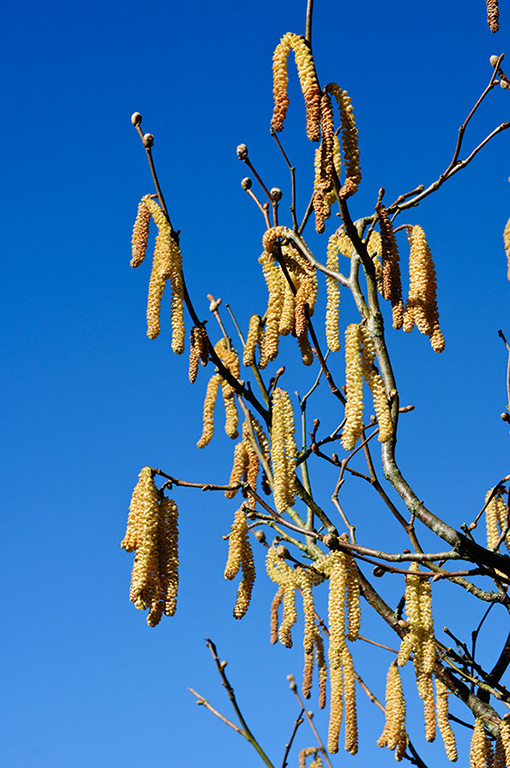 Corylus_avellana_LP0605_02_Riddlesdown