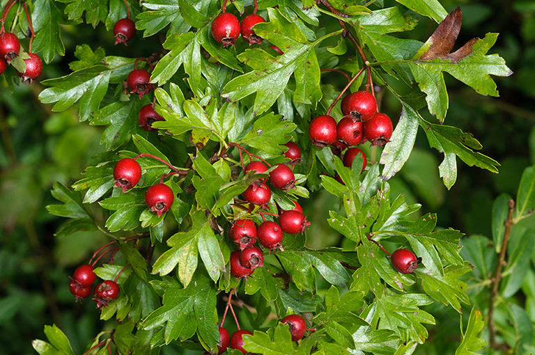 Crataegus_monogyna_LP0647_10_Selsdon_Wood