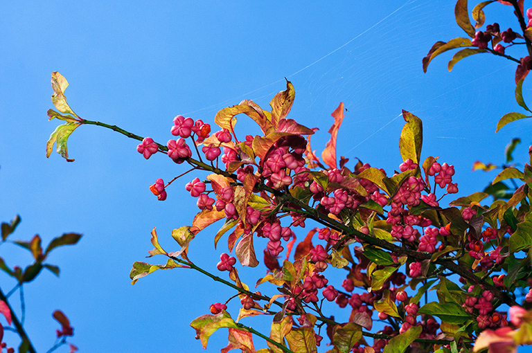 Euonymus_europæus_LP0388_06_Riddlesdown