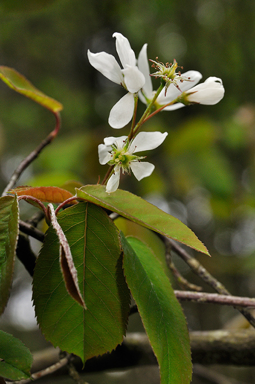 Amelanchier_lamarckii_LP0268_03_Hindhead