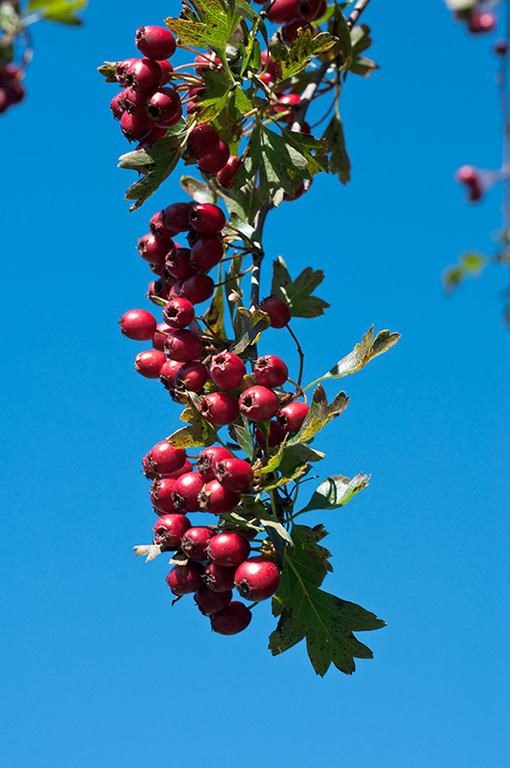 Crataegus_monogyna_LP0649_06_Forest_Green