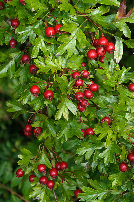 Crataegus_monogyna_LP0647_12_Selsdon_Wood