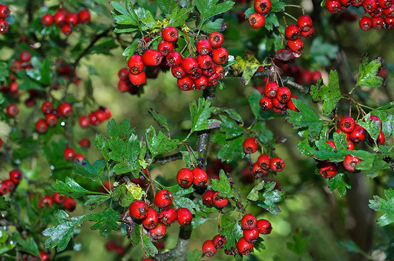 Crataegus_monogyna_LP0648_04_Godstone