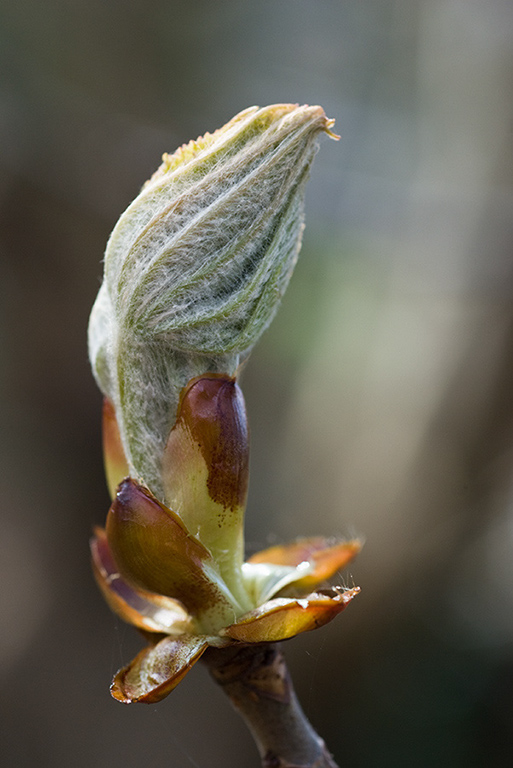 Aesculus_hippocastanum_LP0093_19_Beddington_Park