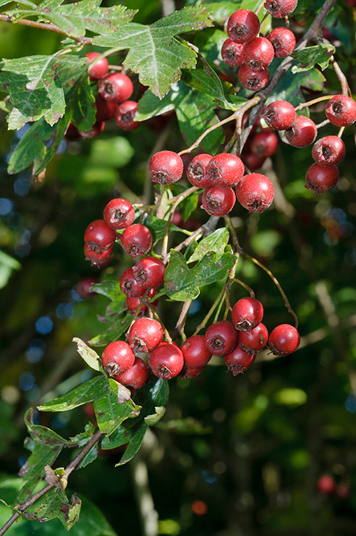 Crataegus_monogyna_LP0649_04_Forest_Green