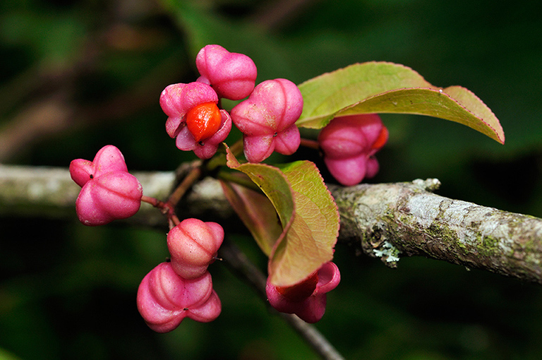 Euonymus_europæus_LP0388_10_Riddlesdown