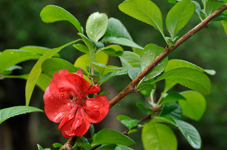 Chaenomeles_LP0229_06_Bagshot_Heath