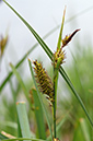 Carex_riparia_LP0674_12_Frensham