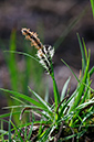 Carex_nigra_LP0674_71_Frensham