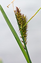 Carex_riparia_LP0674_11_Frensham