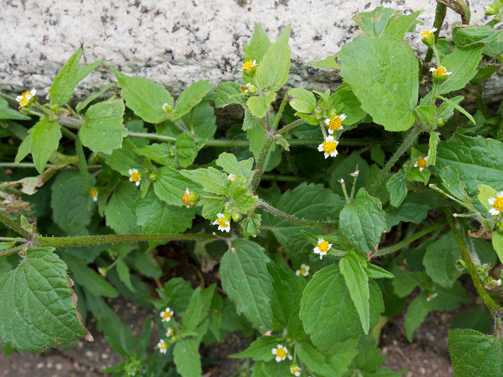 Galinsoga_parviflora_LP0704_16_Greenland_Dock