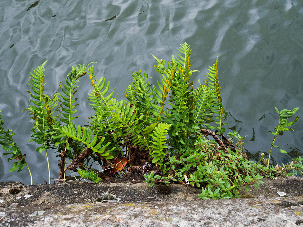 Polypodium_LP0704_24_Greenland_Dock