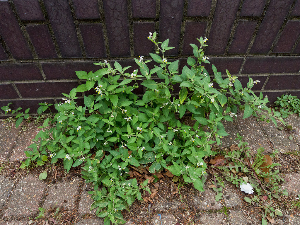 Solanum_chenopodioides_LP0704_36_Greenland_Dock