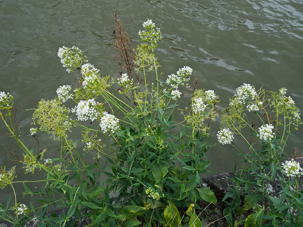 Centranthus_ruber_LP0704_22_Greenland_Dock