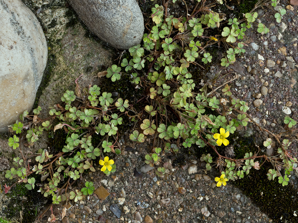 Oxalis_exilis_LP0704_07_Greenland_Dock