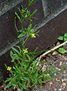 Sisymbrium_orientale_LP0704_49_Greenland_Dock