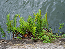 Polypodium_LP0704_24_Greenland_Dock