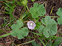 Malva_neglecta_LP0704_42_Greenland_Dock