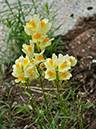 Linaria_vulgaris_LP0704_28_Greenland_Dock