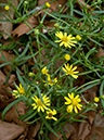 Senecio_inaequidens_LP0704_48_Greenland_Dock