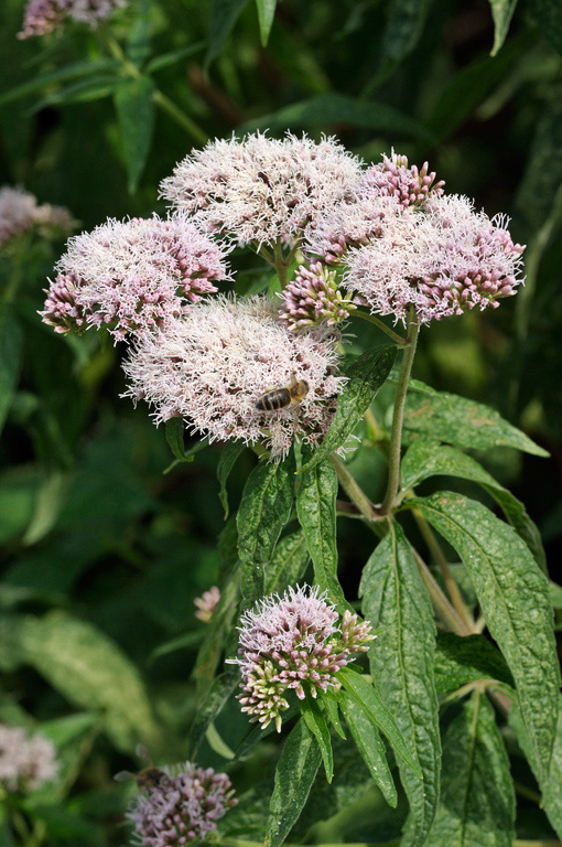 Hemp-agrimony_LP0324_09_Hampton_Court