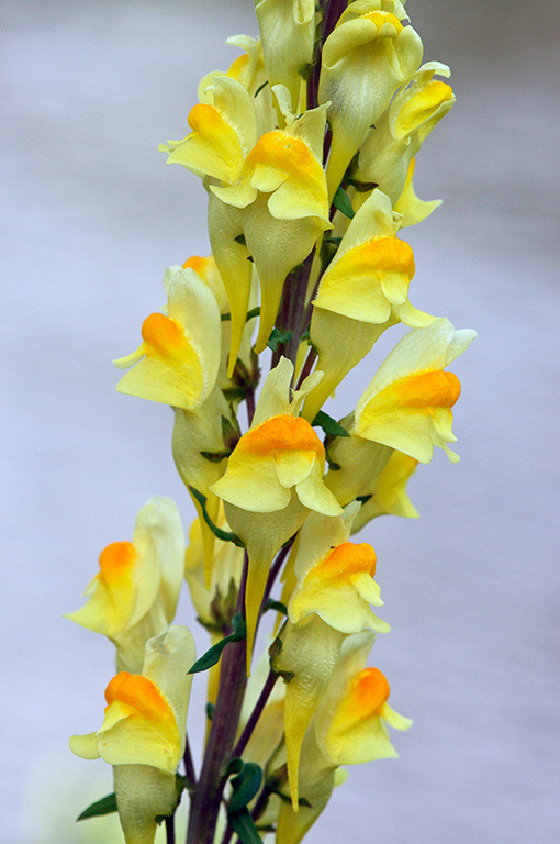 Common_Toadflax_LP0317_009_Hampton_Court