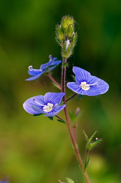 Germander_Speedwell_LP0360_48_Hampton_Court