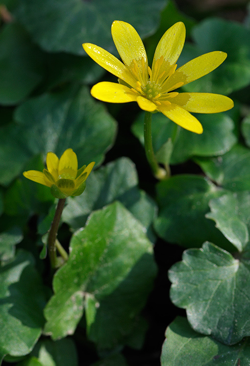 Lesser_Celandine_LP0304_25_Hampton_Court