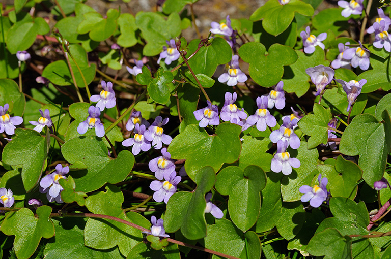 Ivy-leaved_Toadflax_LP0311_27_Hampton_Court